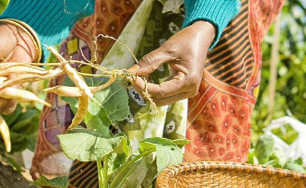 Farmers in east Africa have valuable experience of cultivating land in arid environments, particularly sub-Saharan areas. Farmers in east Africa have valuable experience of cultivating land in arid environments, particularly sub-Saharan areas.